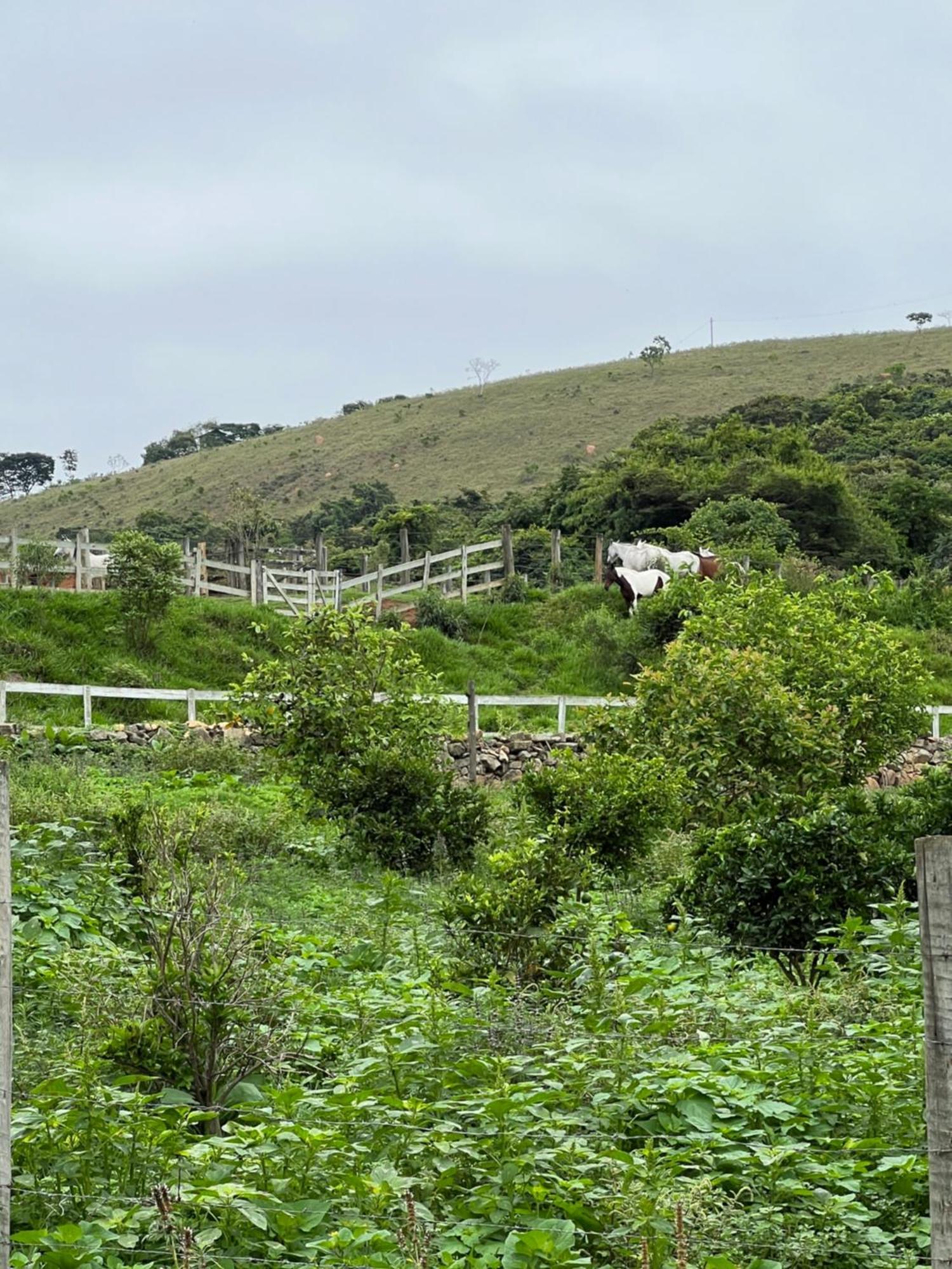 Fazenda Do Engenho Hotel Santa Rita do Rio Abaixo Eksteriør billede