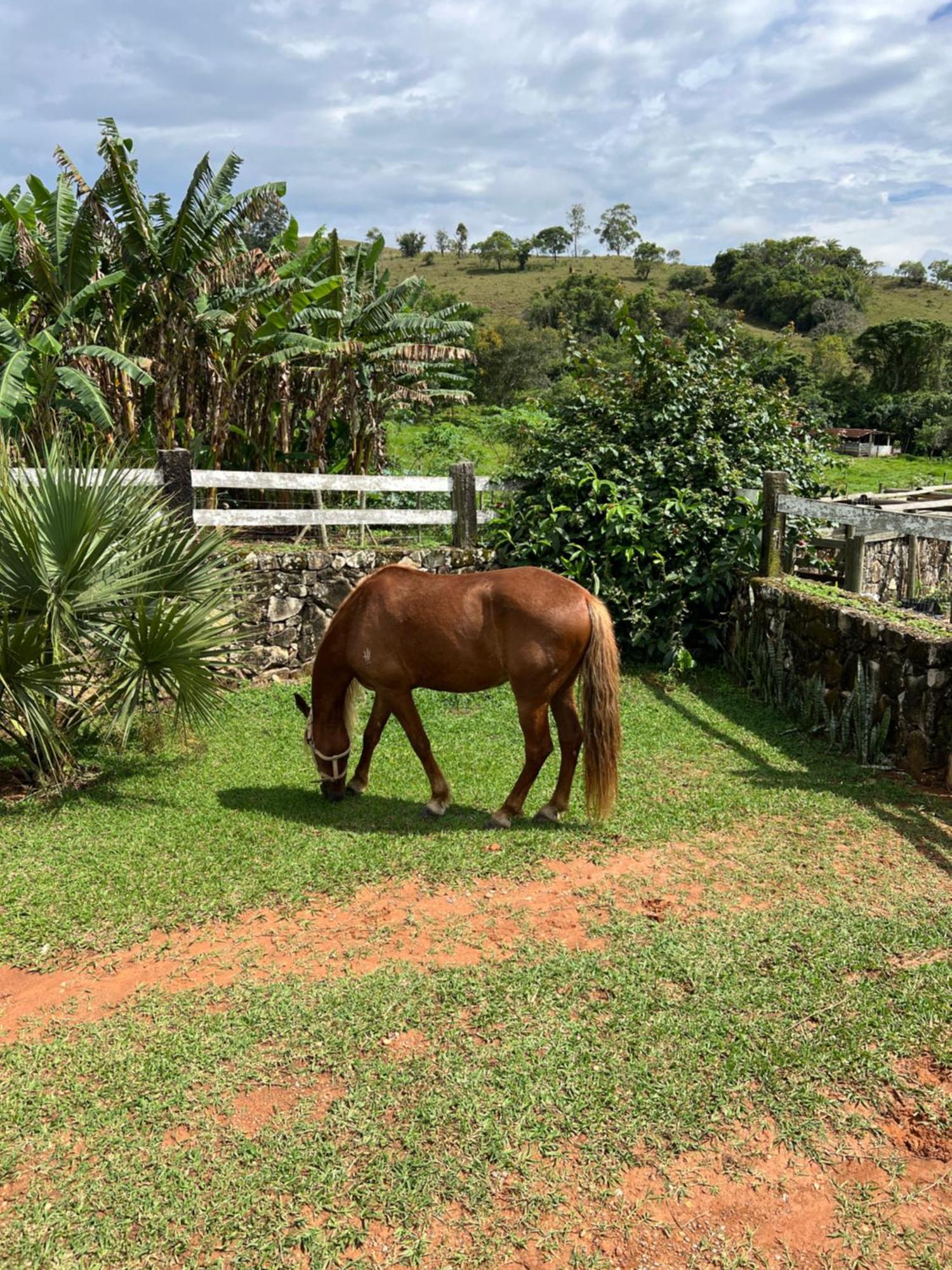Fazenda Do Engenho Hotel Santa Rita do Rio Abaixo Eksteriør billede