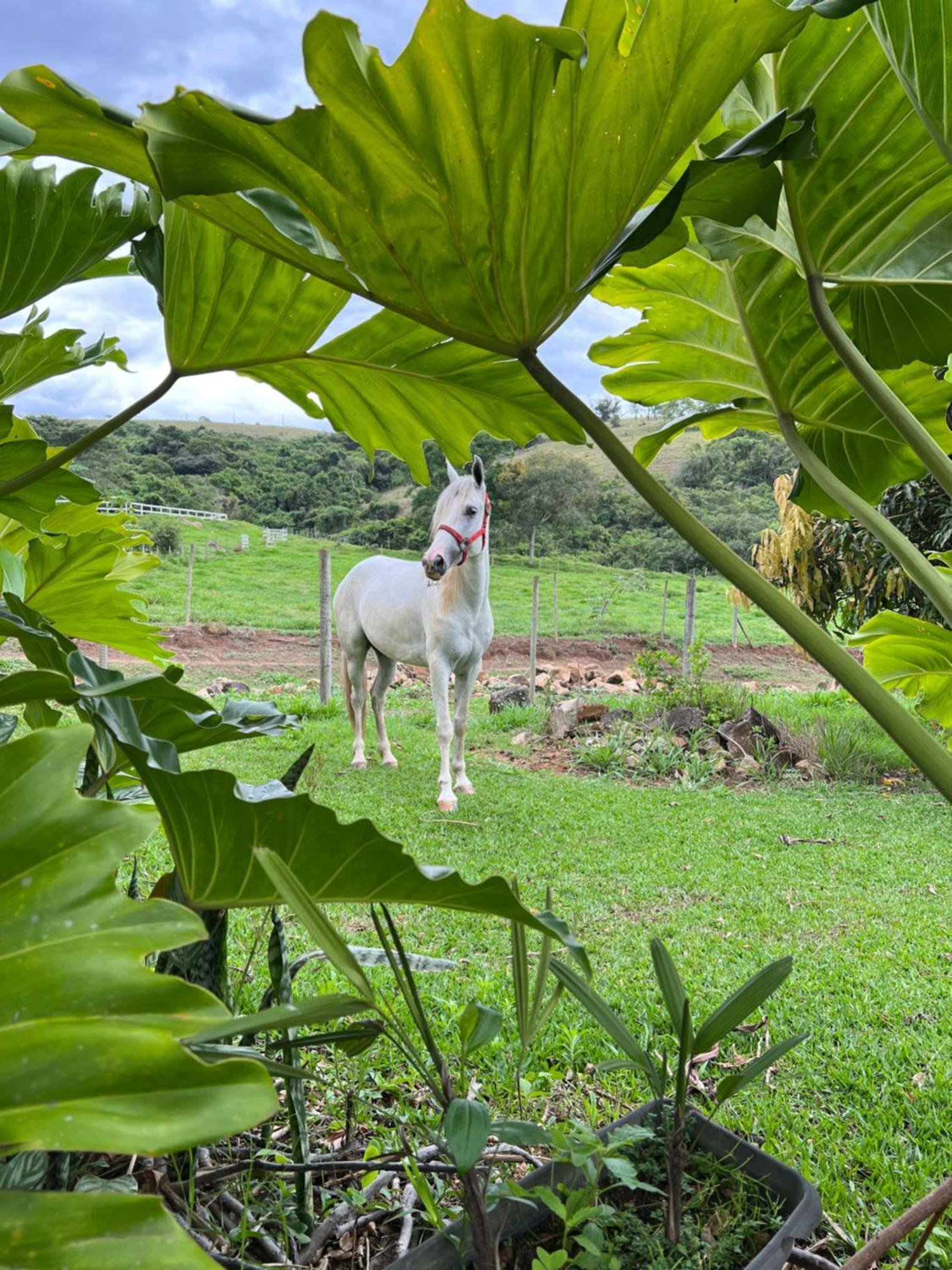 Fazenda Do Engenho Hotel Santa Rita do Rio Abaixo Eksteriør billede