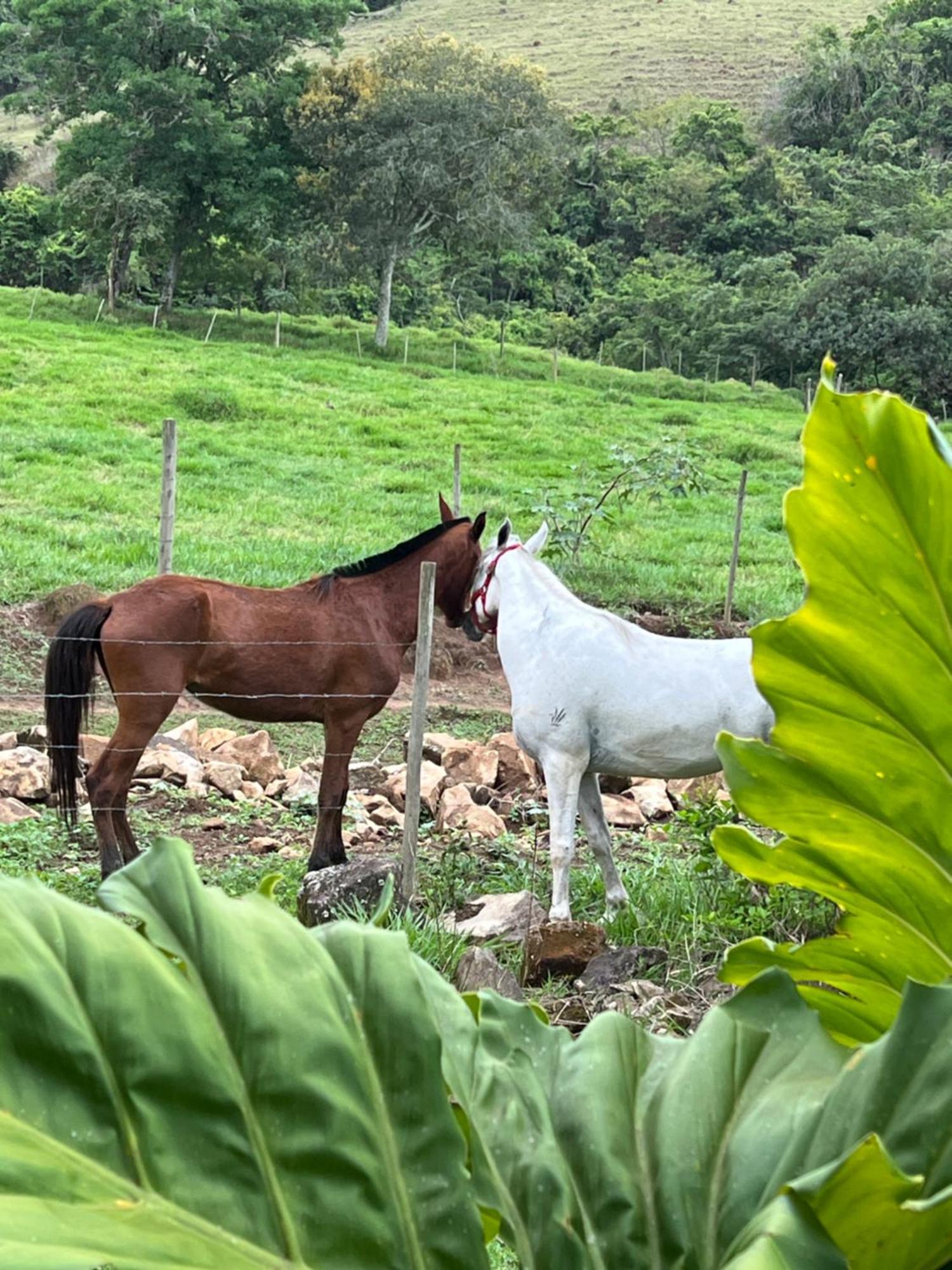 Fazenda Do Engenho Hotel Santa Rita do Rio Abaixo Eksteriør billede