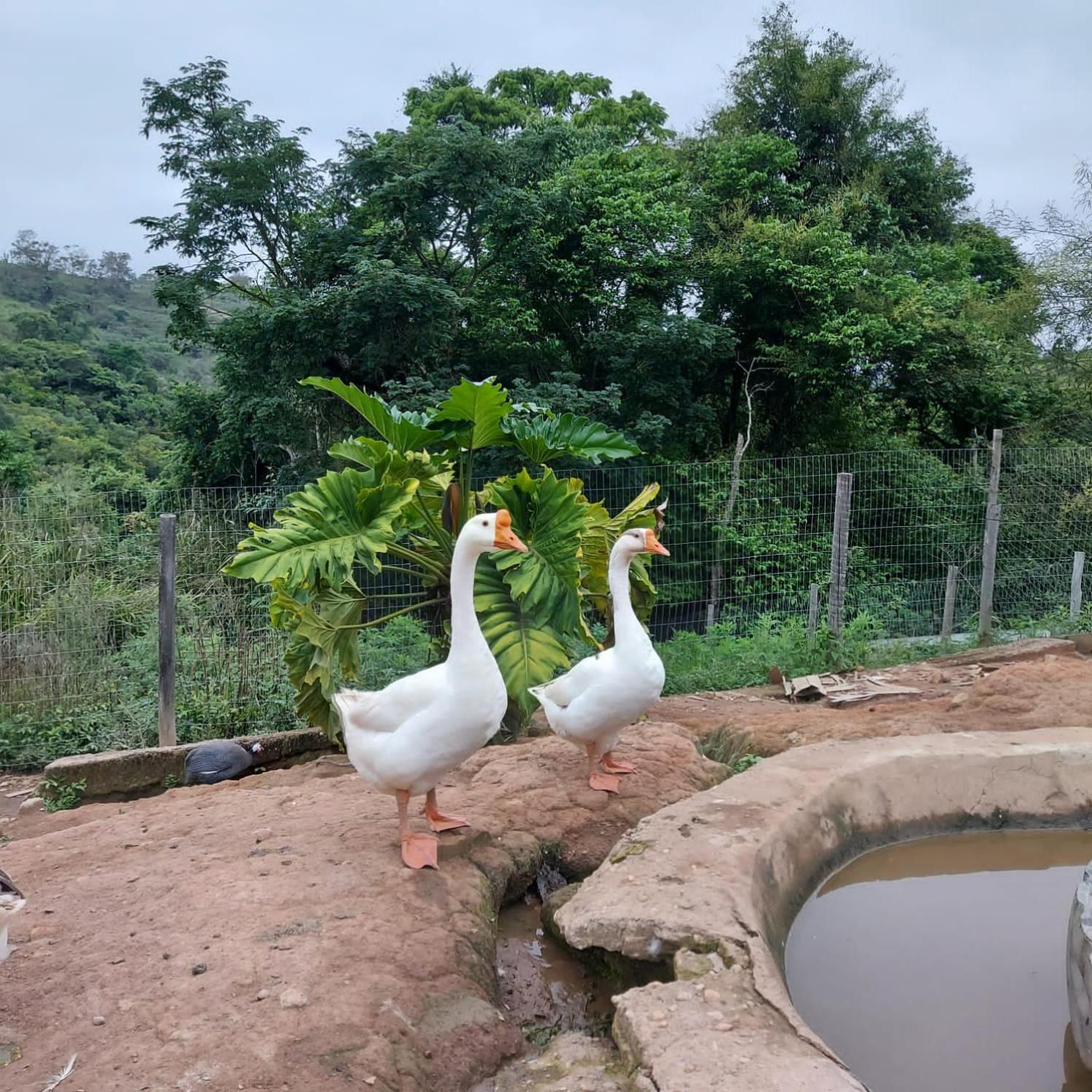 Fazenda Do Engenho Hotel Santa Rita do Rio Abaixo Eksteriør billede